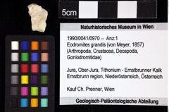 Foto (Objket + Etiketten) von Eodromites grandis (von Meyer, 1857) 